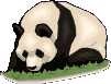 Panda Panda